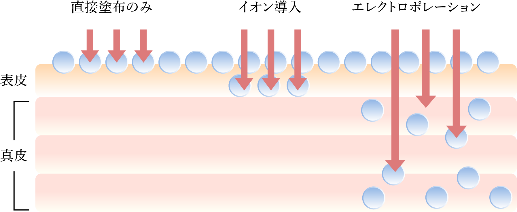エレクトロポレーション効果